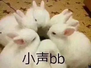 娱乐吃瓜酱兔子视频大全,盘点热门视频大全