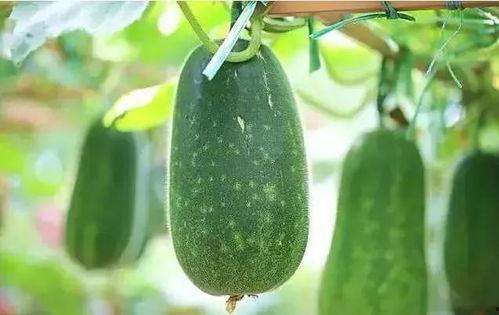 娱乐吃瓜种类,盘点热门事件，揭秘明星幕后故事