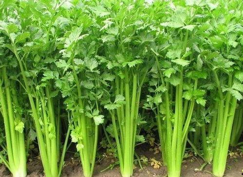 娱乐观察吃毒瓜,毒瓜事件背后的真相与反思