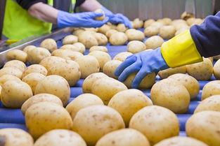 娱乐吃瓜酱土豆视频