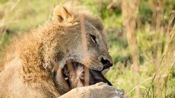 娱乐吃瓜酱母狮子,揭秘娱乐圈幕后故事