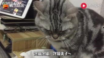 娱乐吃瓜猫,揭秘娱乐圈那些不为人知的幕后故事